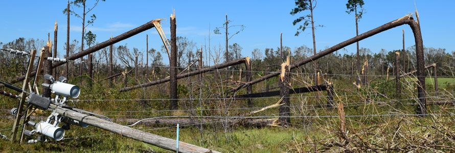 Toppled trees and telephone pole damage from a hurricane