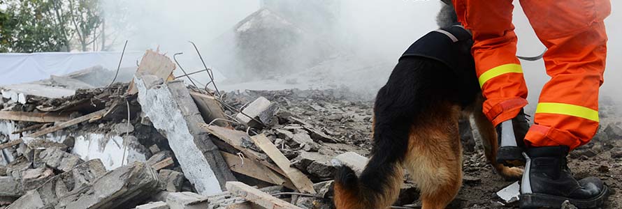 Search and rescue responder and K9 search through debris