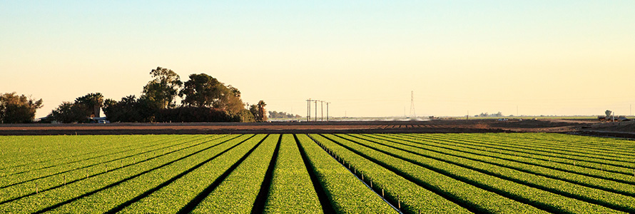 Agriculture fields in Calexico, California