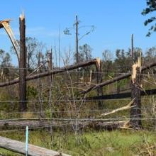 Toppled trees and telephone pole damage from a hurricane