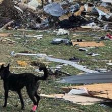 First responder with dog surveying tornado damage