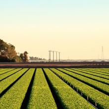 Agriculture fields in Calexico, California