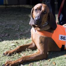 Rescue work dog laying on the ground Rescue work dog laying on the ground