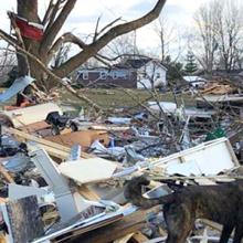 A first responder and K-9 dog stand surrounded by building and tree debris. 