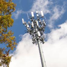 Large tree with yellow leaves next to cellular tower