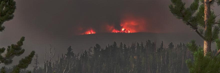 Fire burns on a smoky horizon with pine trees in the foreground