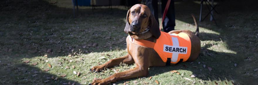 Rescue work dog laying on the ground