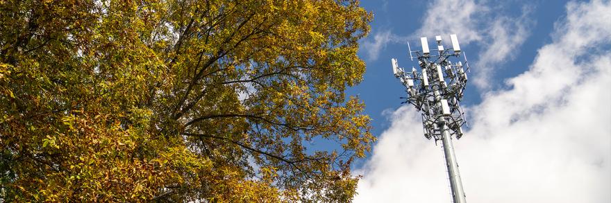 Large tree with yellow leaves next to cellular tower