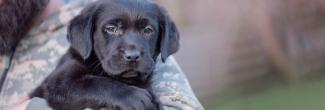 A man holds a black Labrador puppy in his arms. 