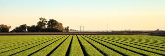 Agriculture fields in Calexico, California