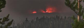 Fire burns on a smoky horizon with pine trees in the foreground