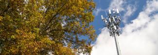 Large tree with yellow leaves next to cellular tower